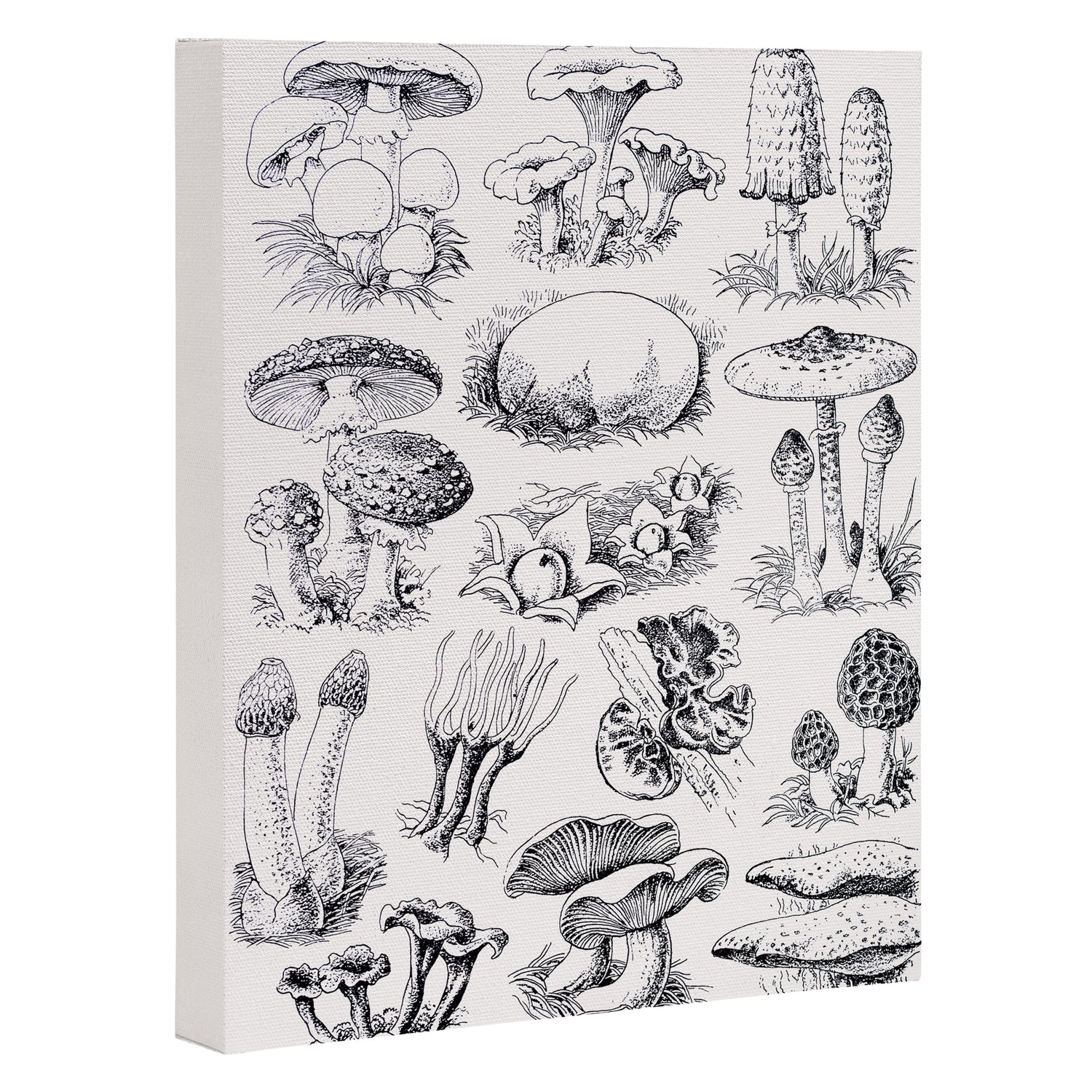 Mushroom Collection Canvas Print Gallery Image 3