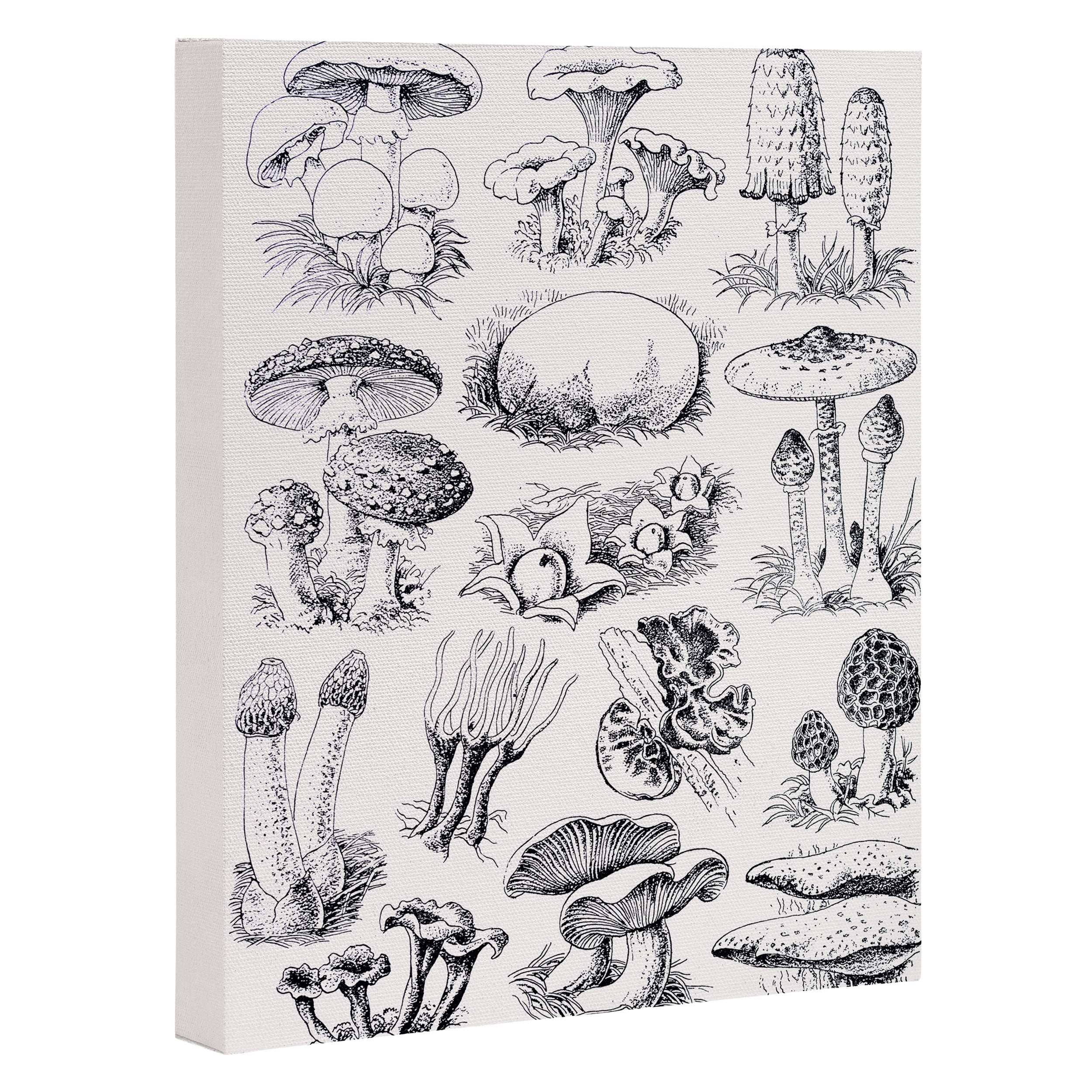 Mushroom Collection Canvas Print Gallery Image 3
