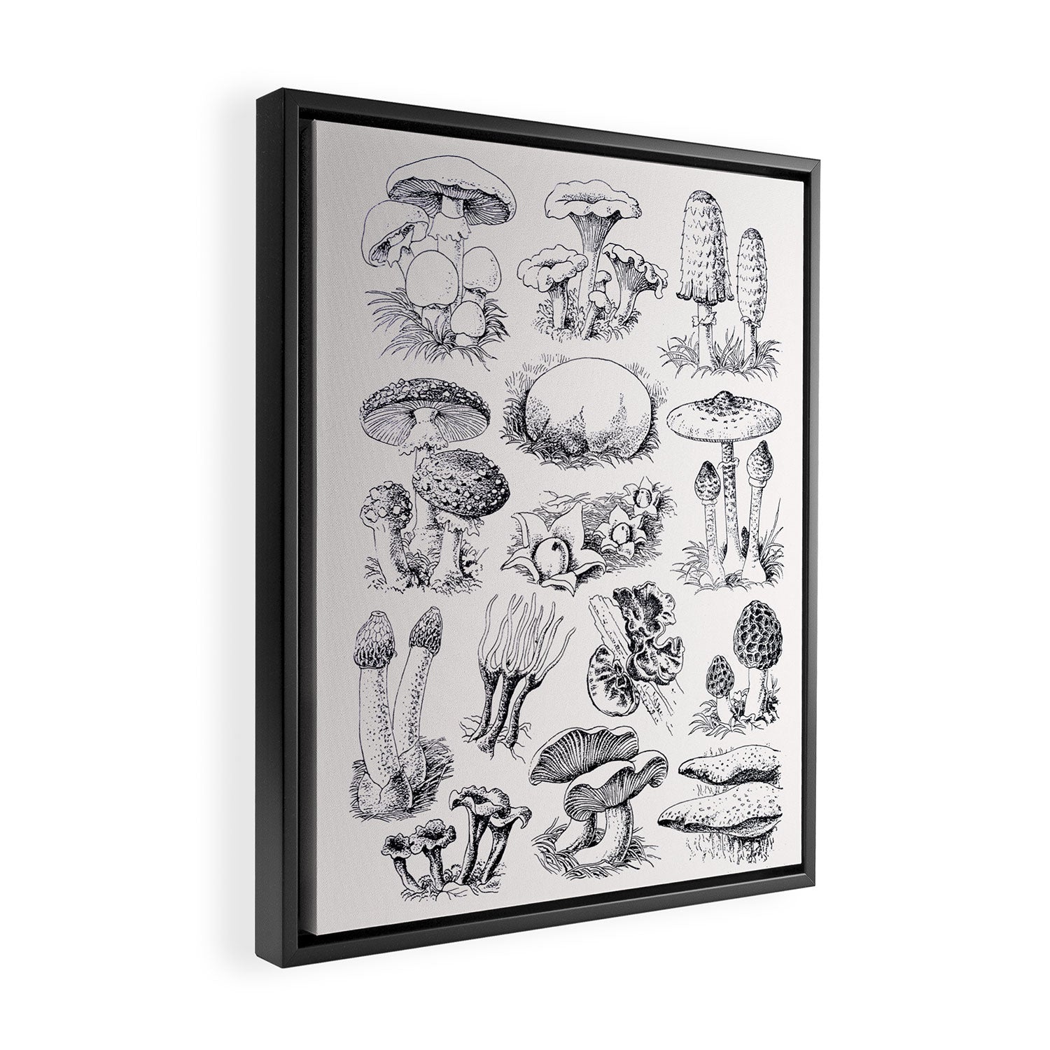 Mushroom Collection Framed Canvas Print Gallery Image 2