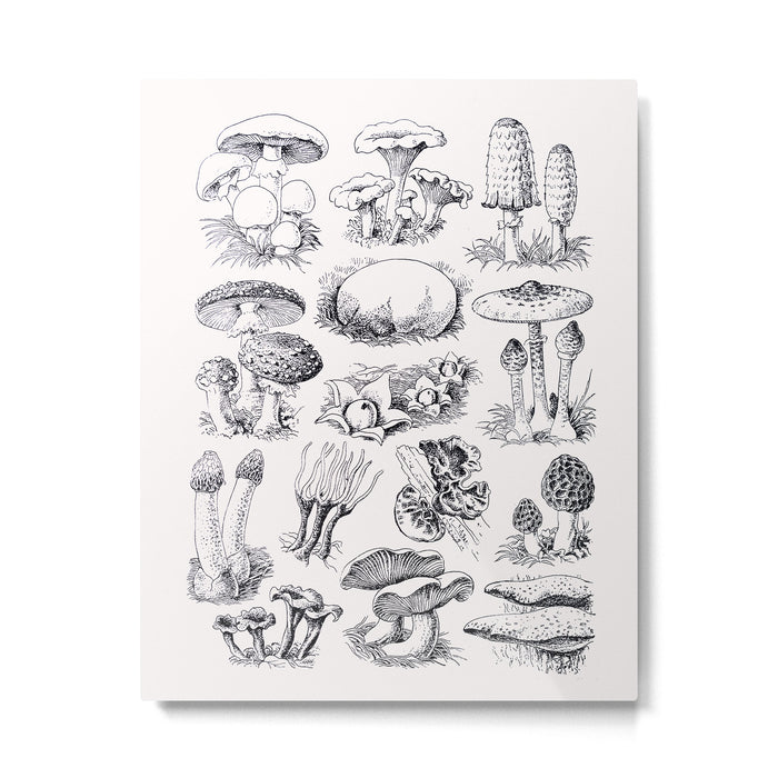 Mushroom Collection Metal Print Gallery Image 1