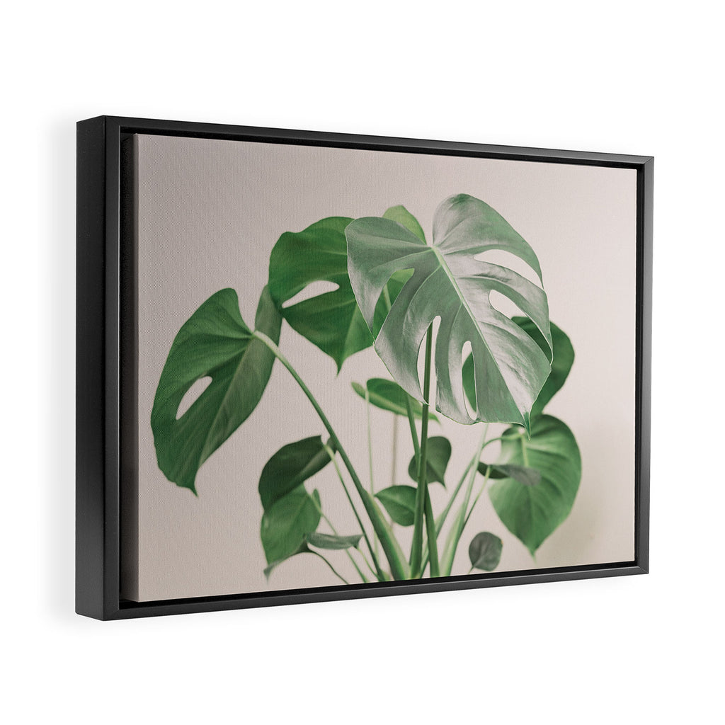 My monstera Framed Canvas Print Gallery Image 2