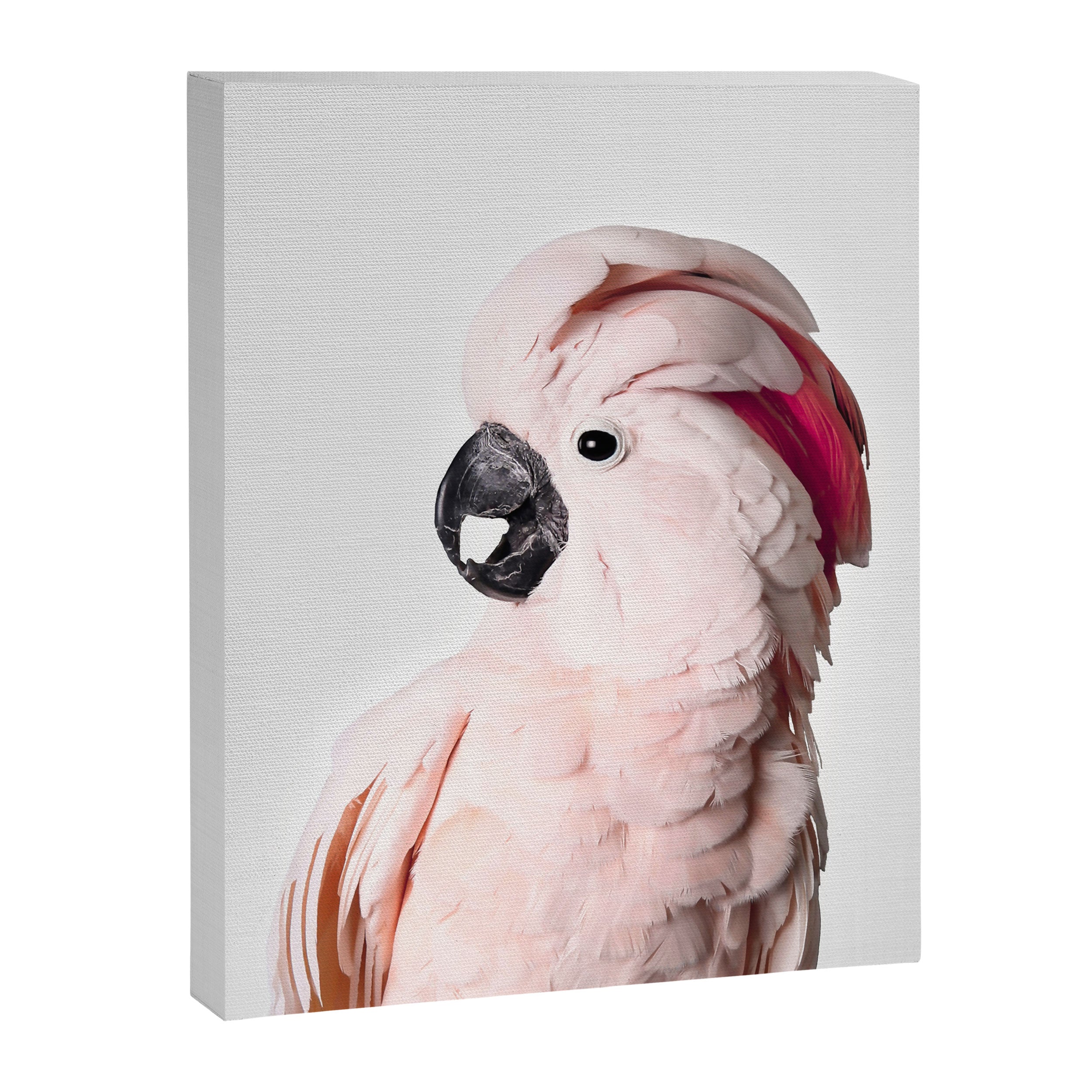 Pink Cockatoo Canvas Print Gallery Image 6