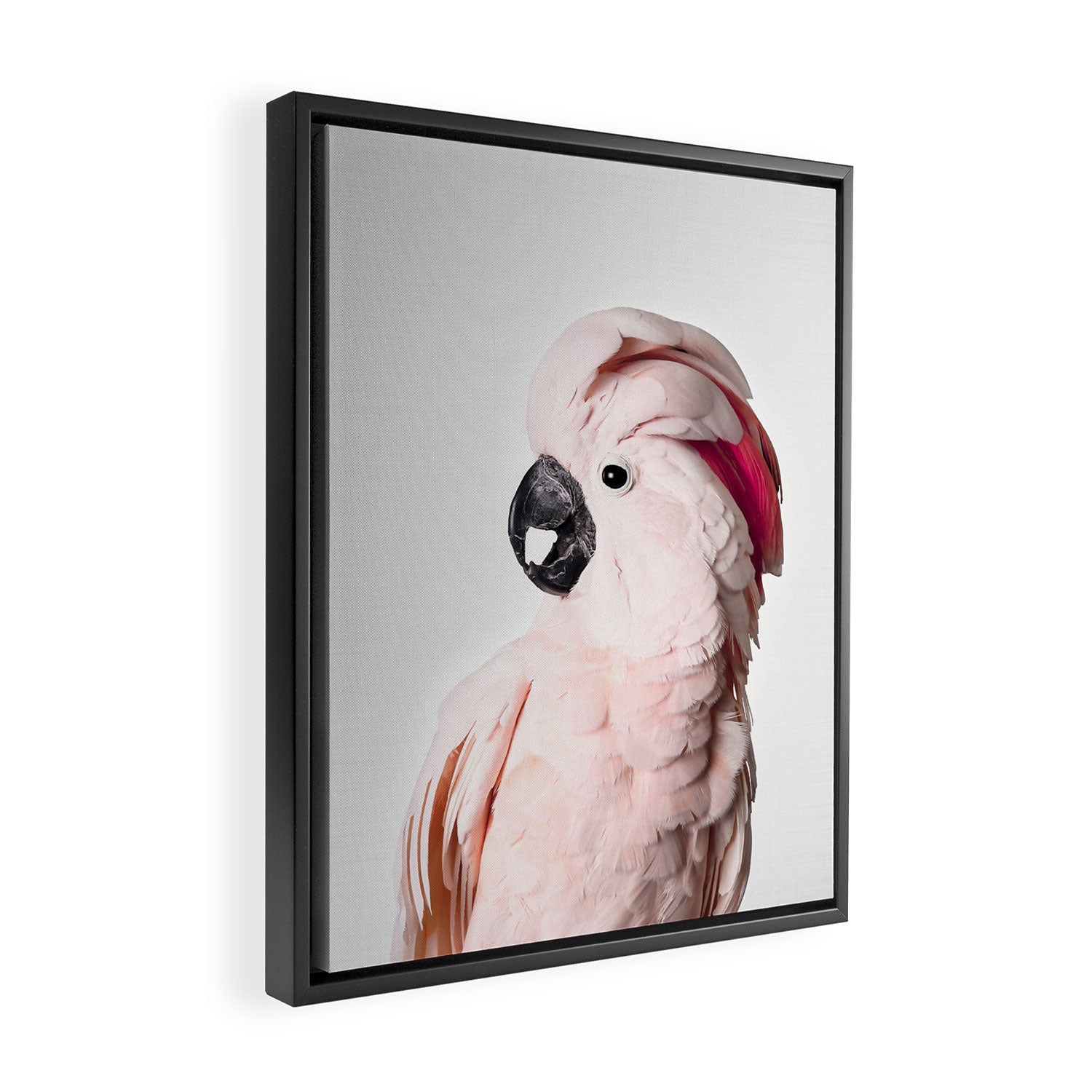 Pink Cockatoo Framed Canvas Print Gallery Image 2