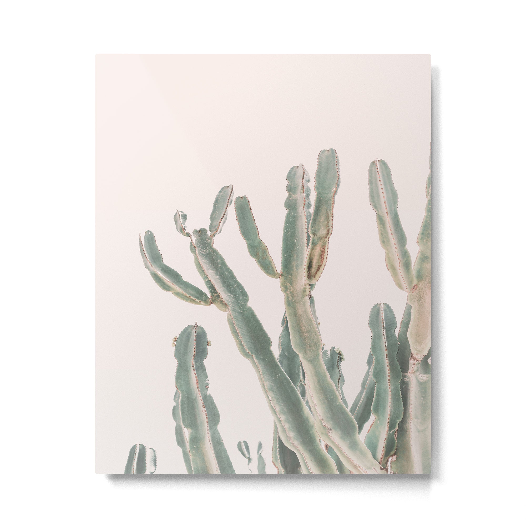 Sunrise Cactus Metal Print Gallery Image 4