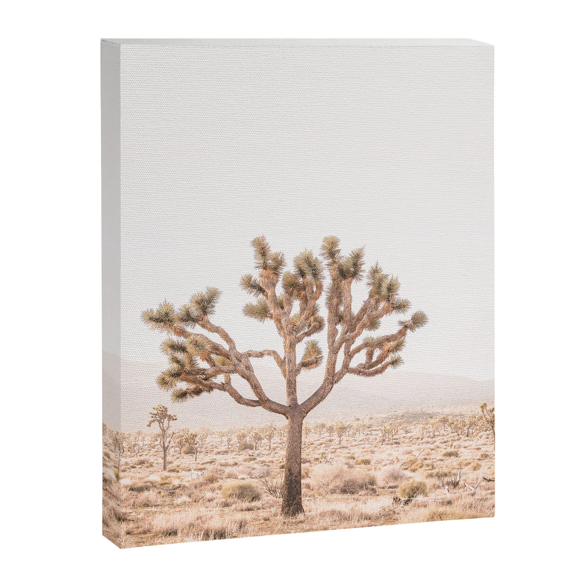 Yucca Canvas Print Gallery Image 6