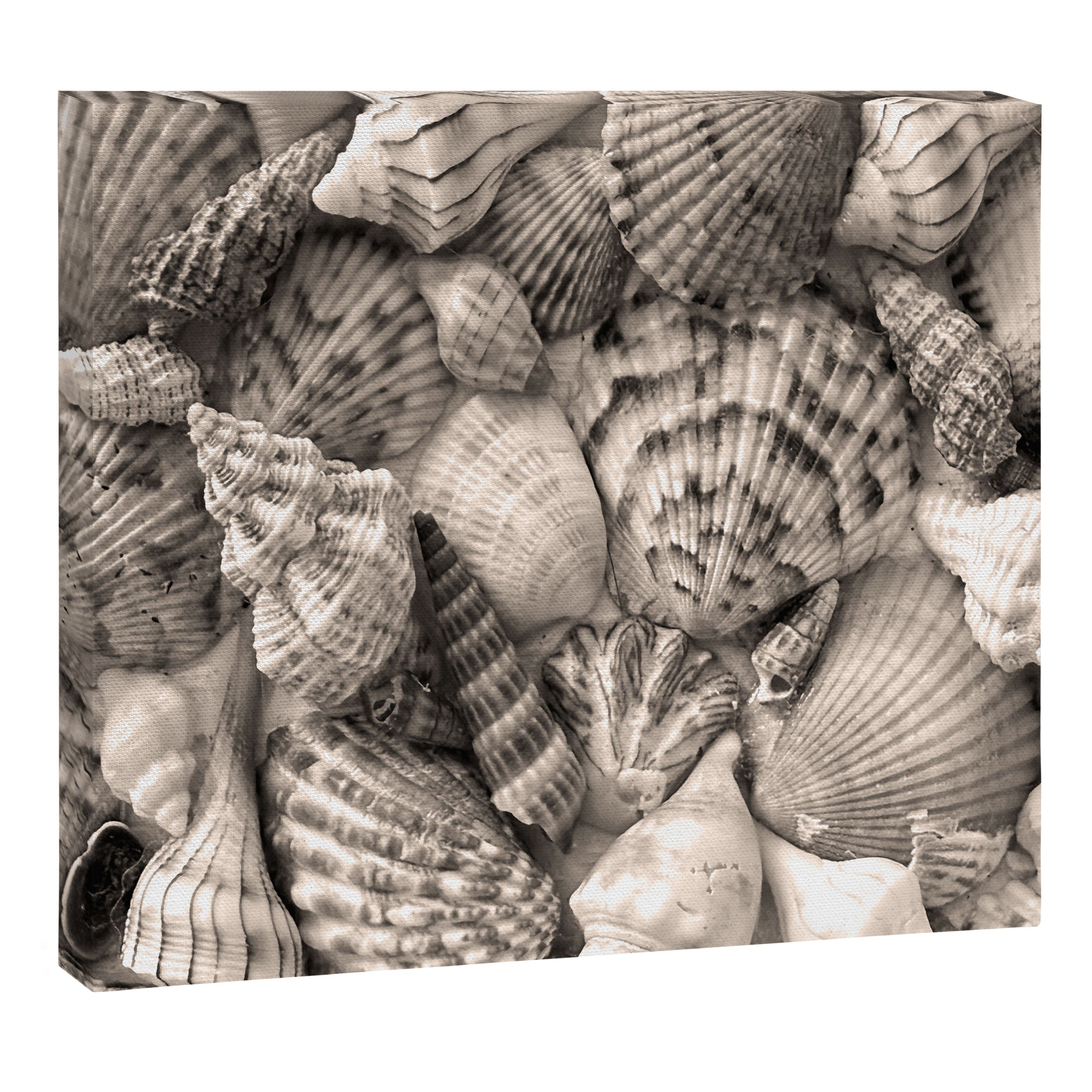 Sepia Seashells Canvas Print Gallery Image 3