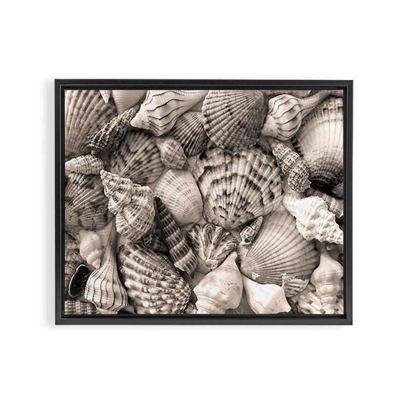 Sepia Seashells Framed Canvas Print Gallery Image 3