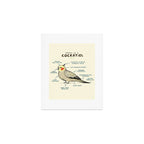 Anatomy of a Cockatiel Art Print Gallery Image 1