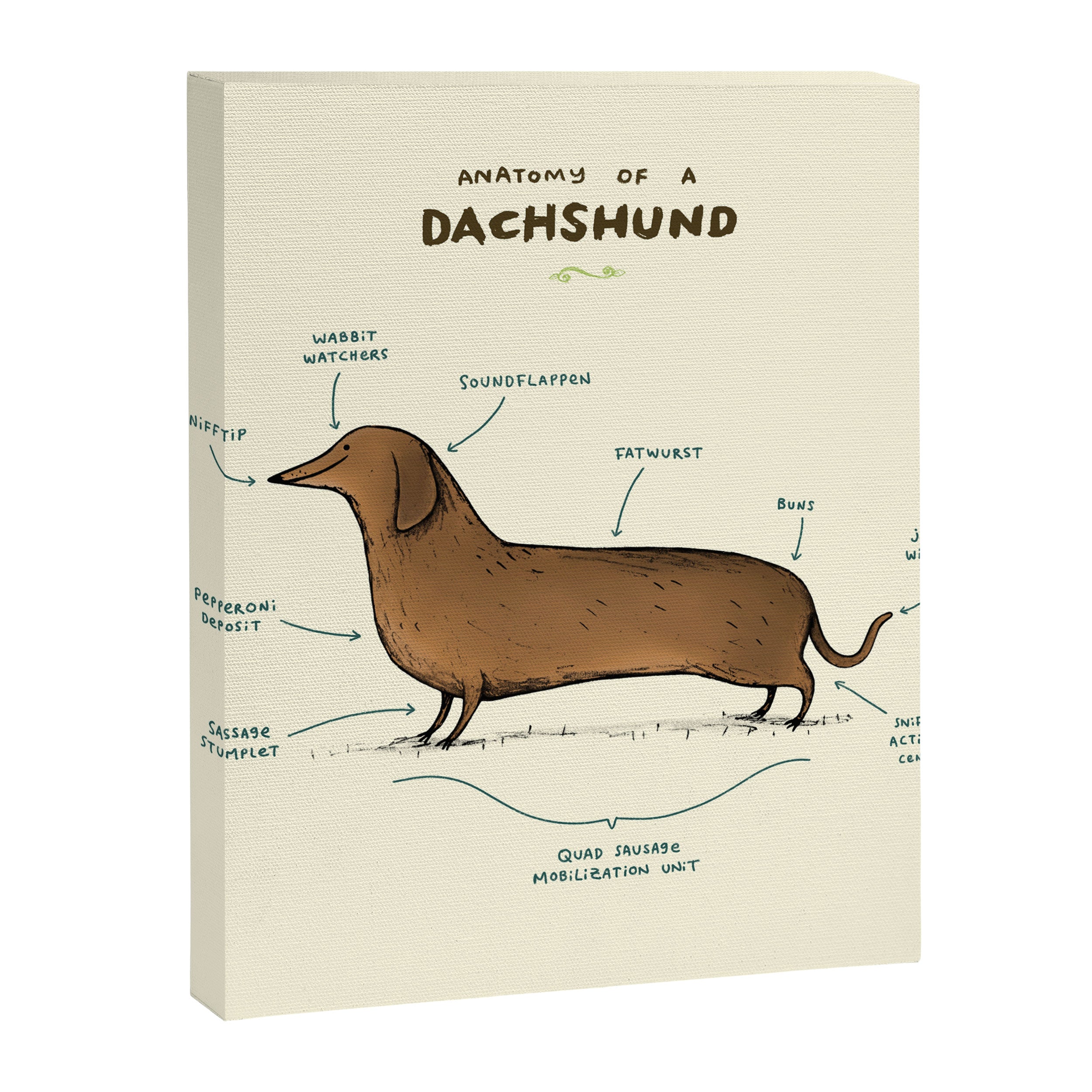 Anatomy of a Dachshund Canvas Print Gallery Image 3