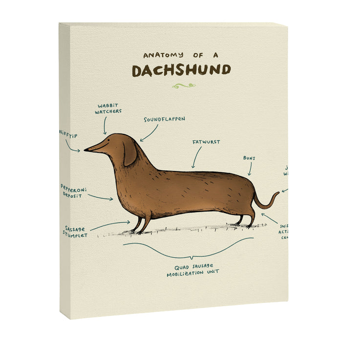 Anatomy of a Dachshund Canvas Print Gallery Image 1