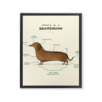 Anatomy of a Dachshund Framed Canvas Print Gallery Image 8