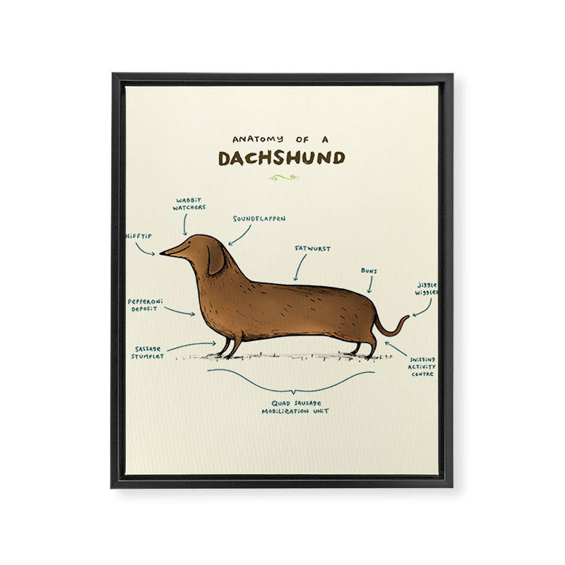 Anatomy of a Dachshund Framed Canvas Print Gallery Image 8