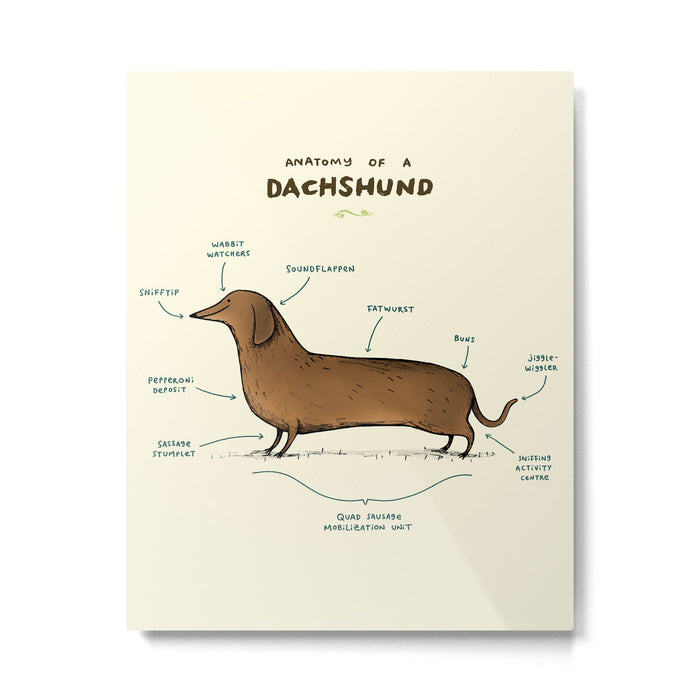 Anatomy of a Dachshund Metal Print Gallery Image 1