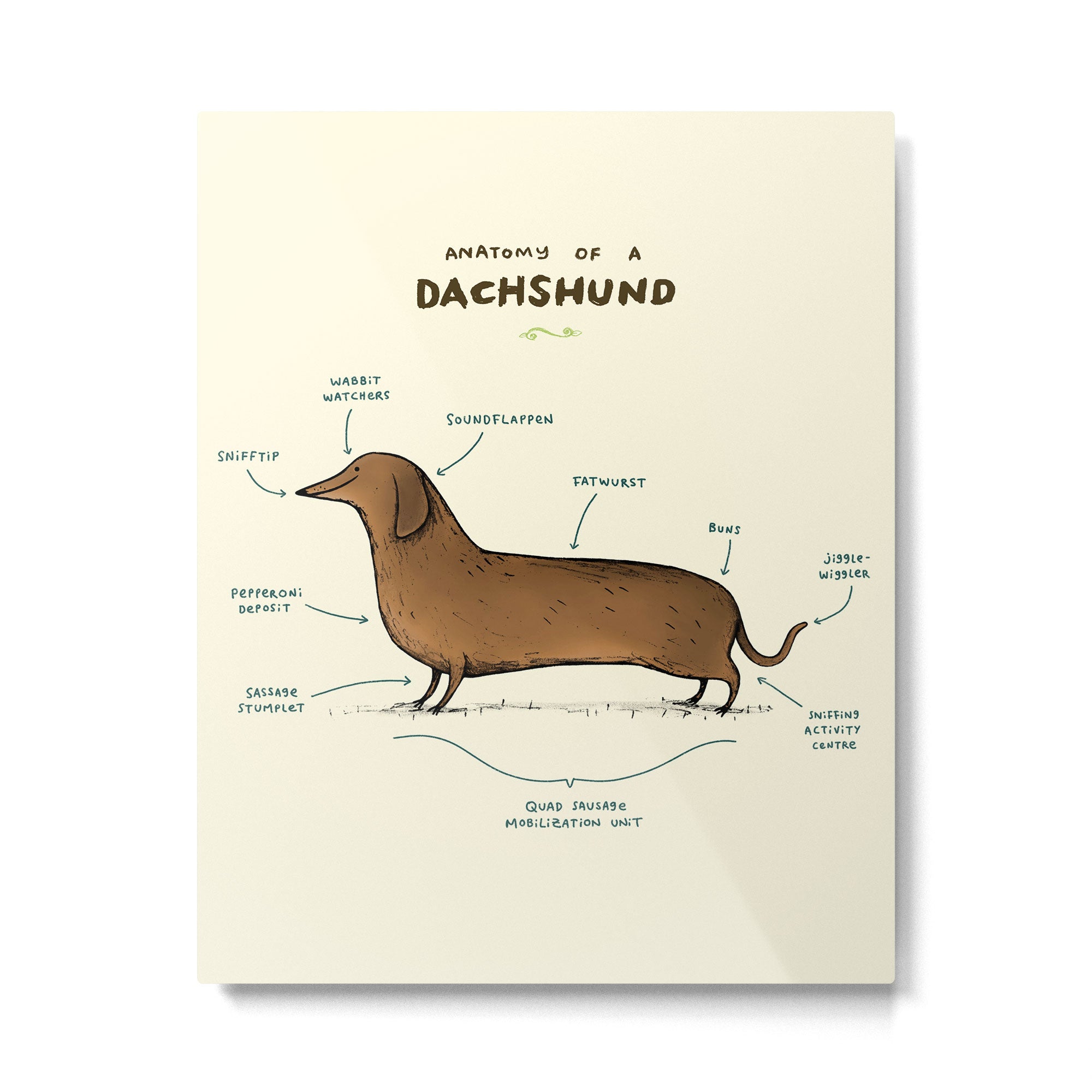 Anatomy of a Dachshund Metal Print Gallery Image 6