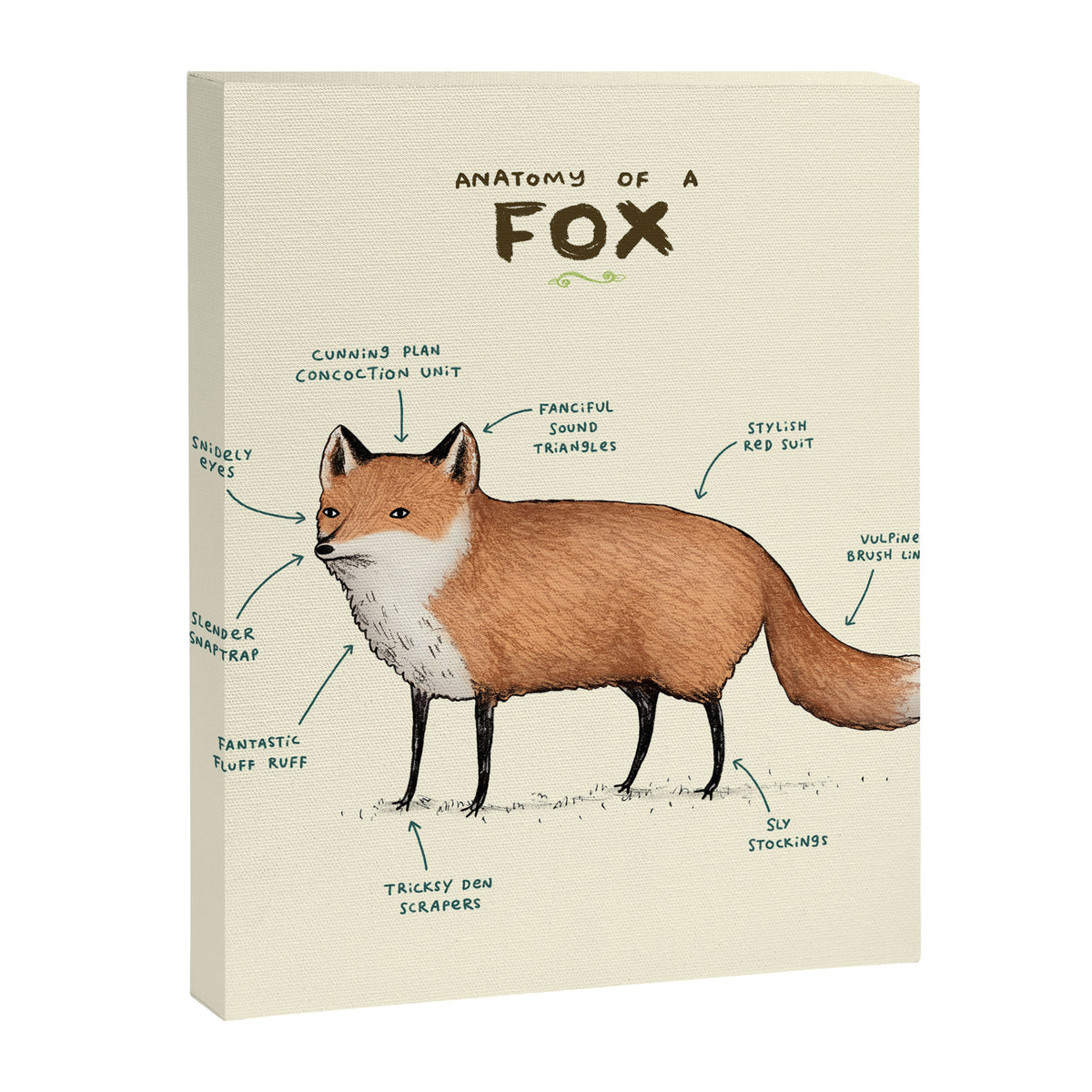 Anatomy of a Fox Canvas Print Gallery Image 8