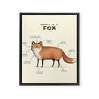 Anatomy of a Fox Framed Canvas Print Gallery Image 8