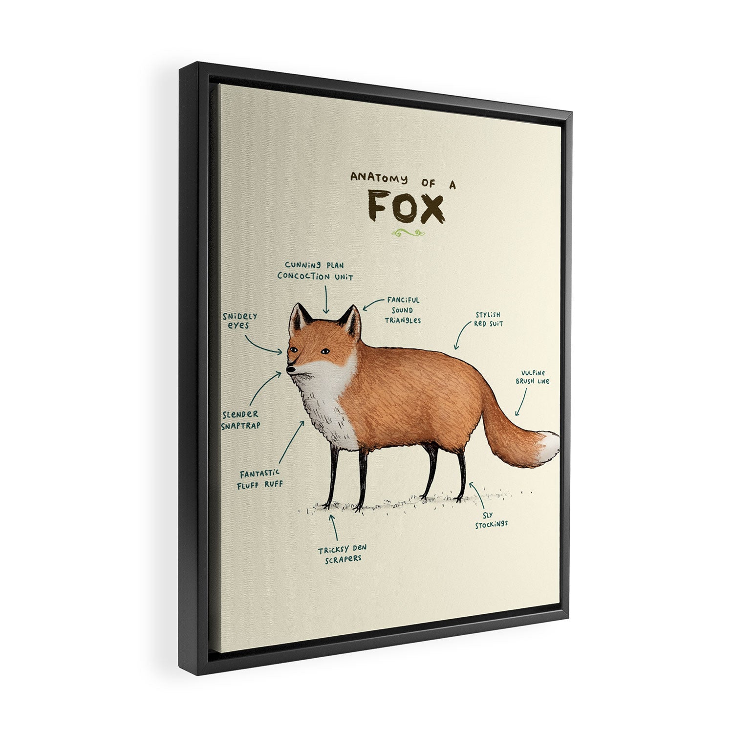 Anatomy of a Fox Framed Canvas Print Gallery Image 2
