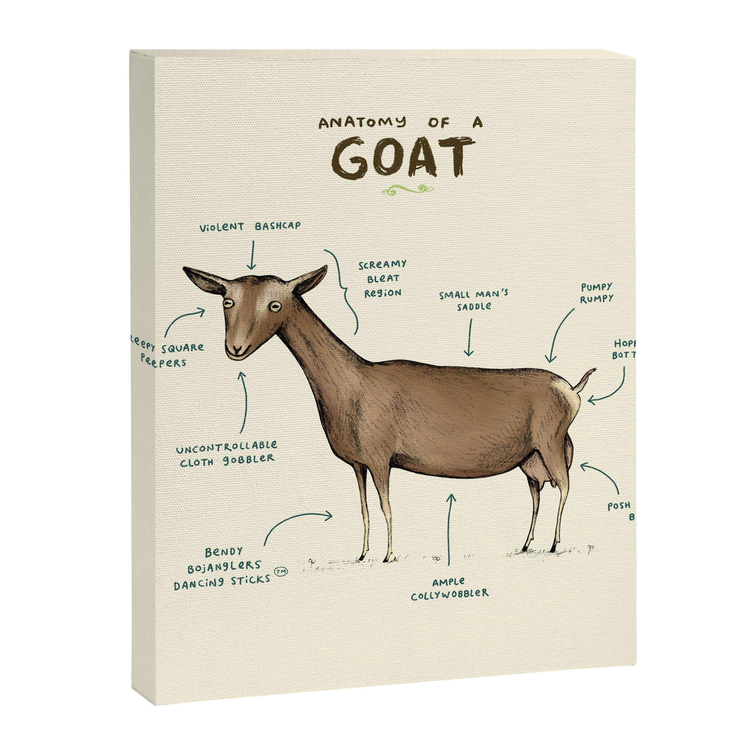 Anatomy of a Goat Canvas Print Gallery Image 8