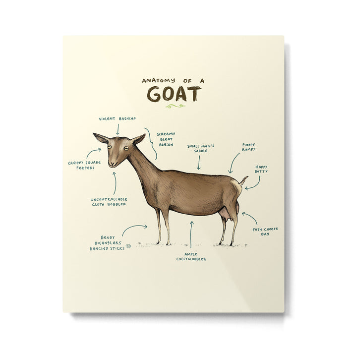 Anatomy of a Goat Metal Print Gallery Image 1