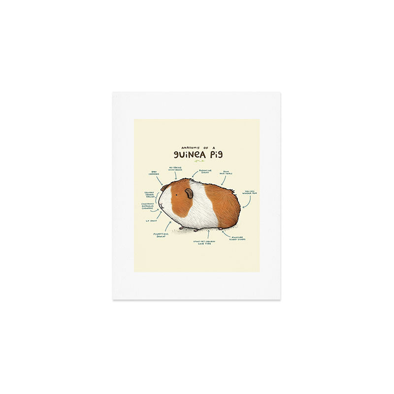 Anatomy of a Guinea Pig Art Print Gallery Image 1