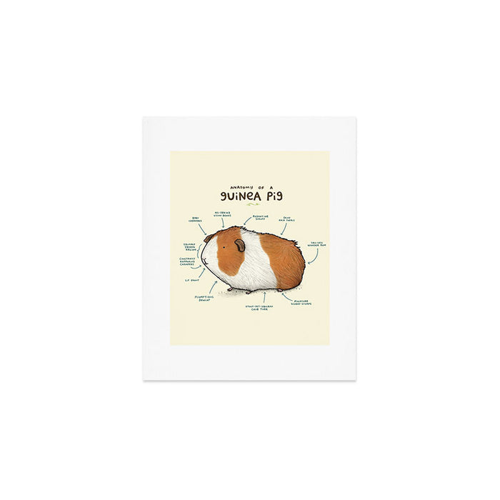 Anatomy of a Guinea Pig Art Print Gallery Image 1
