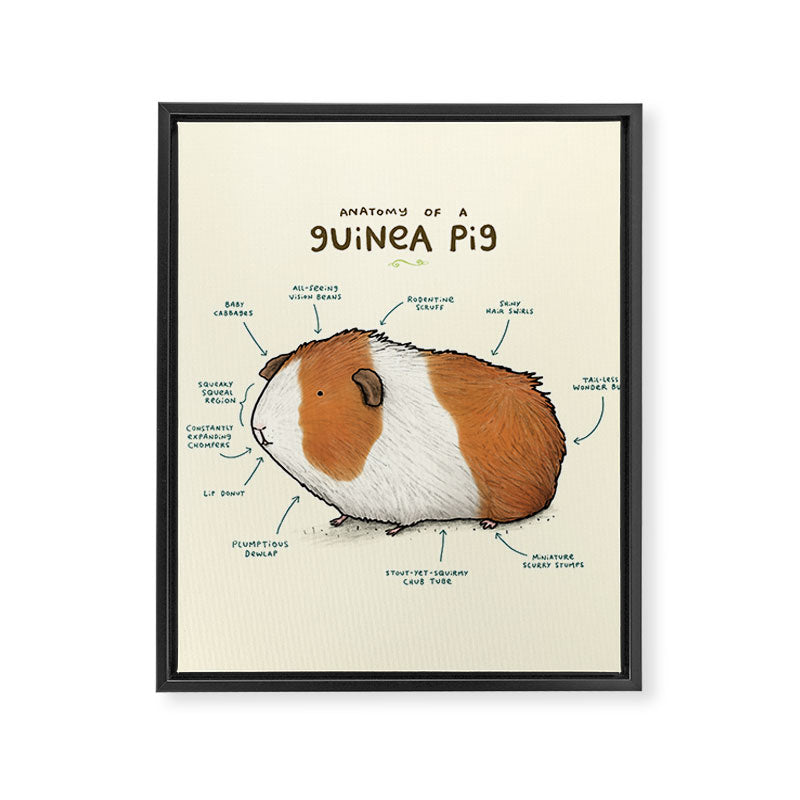 Anatomy of a Guinea Pig Framed Canvas Print Gallery Image 8