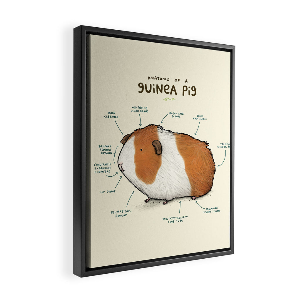 Anatomy of a Guinea Pig Framed Canvas Print Gallery Image 2