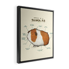 Anatomy of a Guinea Pig Framed Canvas Print Gallery Image 2