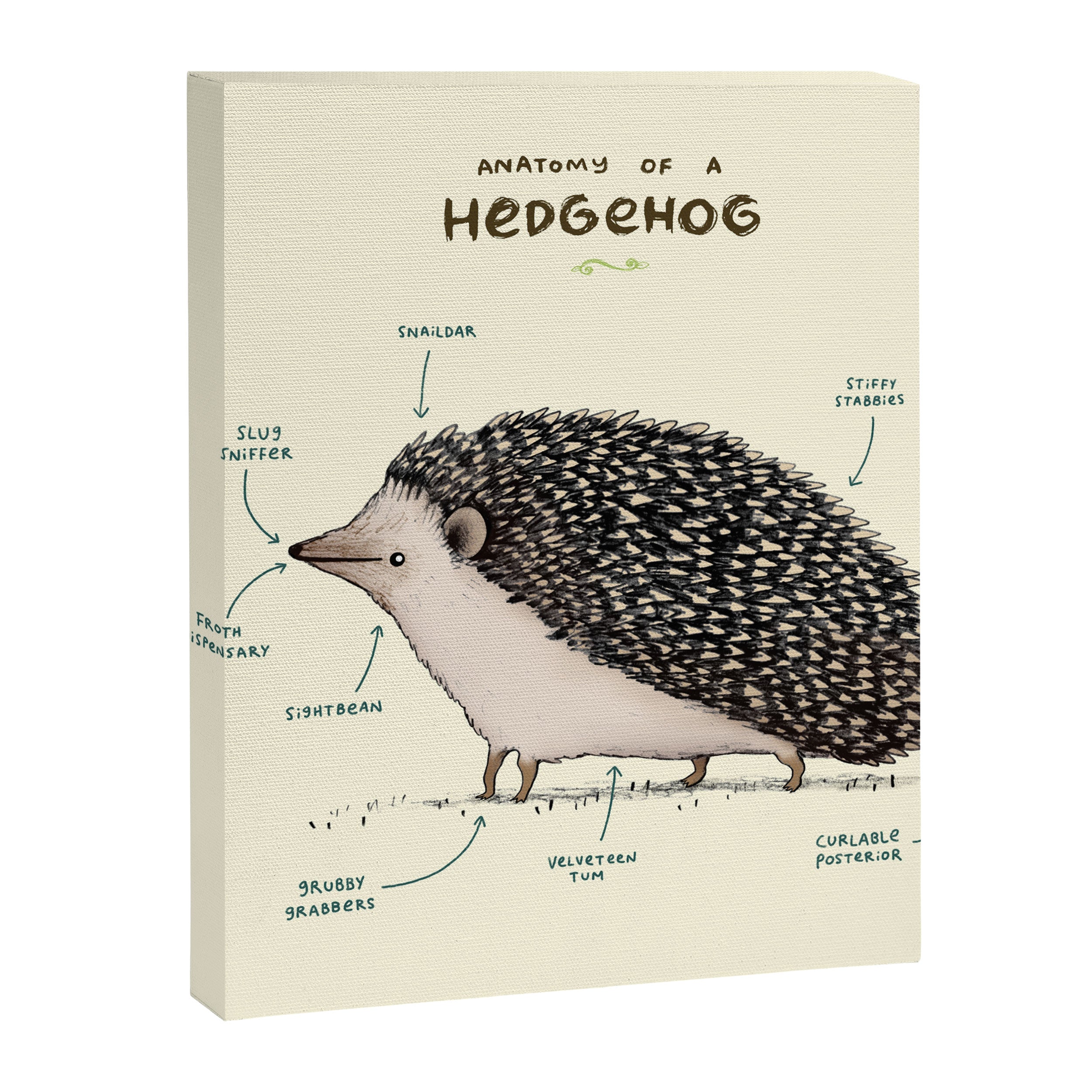 Anatomy of a Hedgehog Canvas Print Gallery Image 8