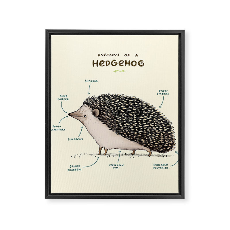Anatomy of a Hedgehog Framed Canvas Print Gallery Image 8