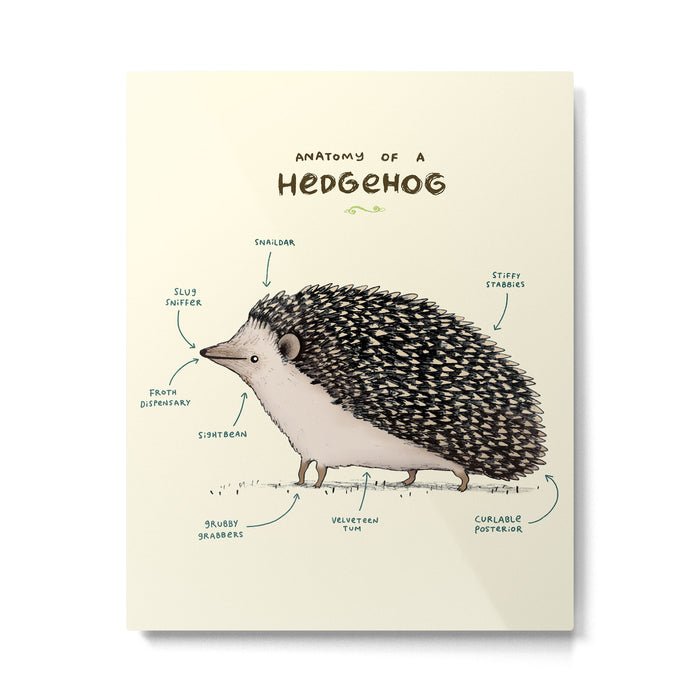 Anatomy of a Hedgehog Metal Print Gallery Image 1
