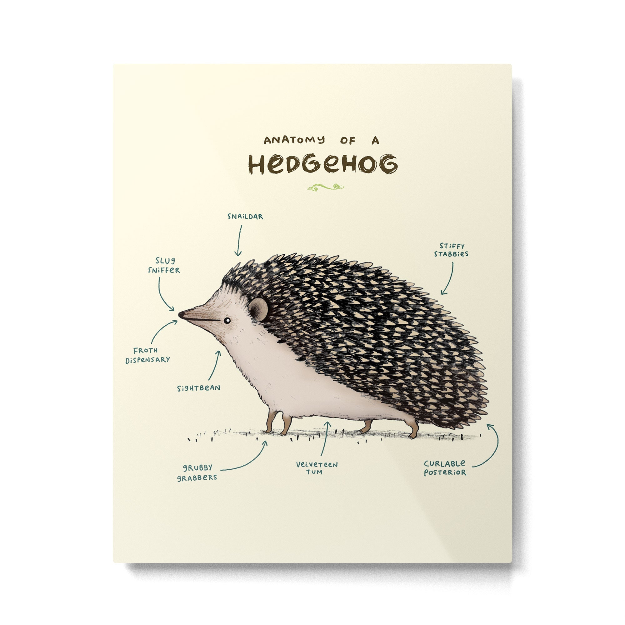 Anatomy of a Hedgehog Metal Print Gallery Image 6
