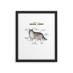 Anatomy of a Maine Coon Framed Art Print Gallery Image 4