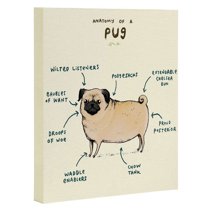 Anatomy of a Pug Canvas Print Gallery Image 1