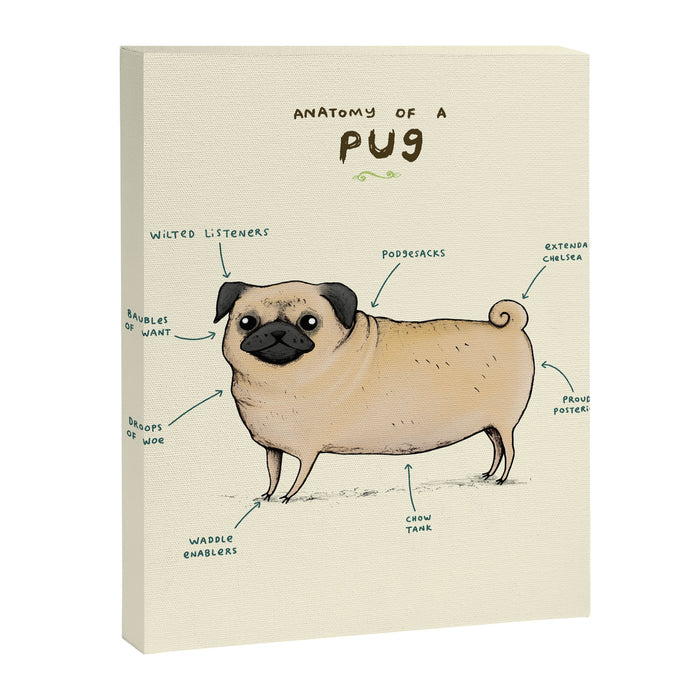 Anatomy of a Pug Canvas Print Gallery Image 1