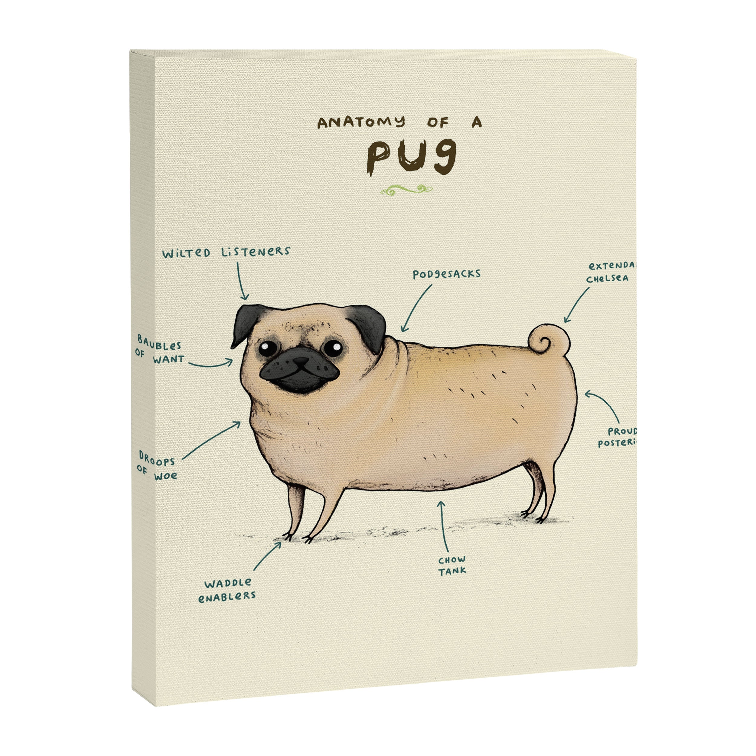 Anatomy of a Pug Canvas Print Gallery Image 8