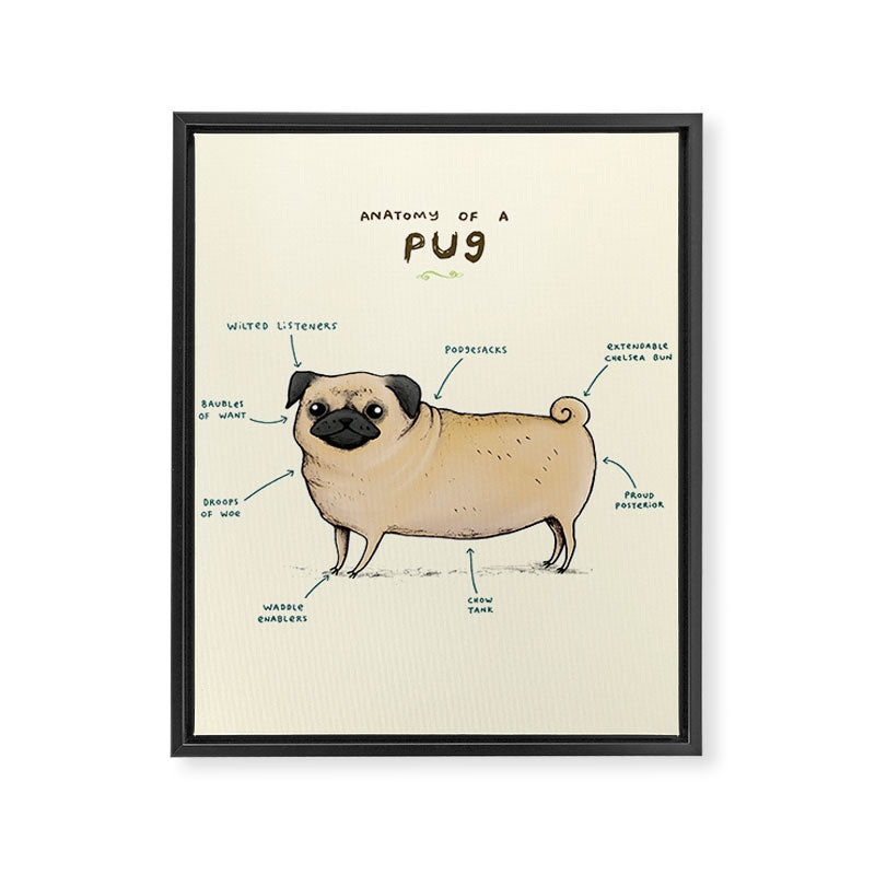 Anatomy of a Pug Framed Canvas Print Gallery Image 8