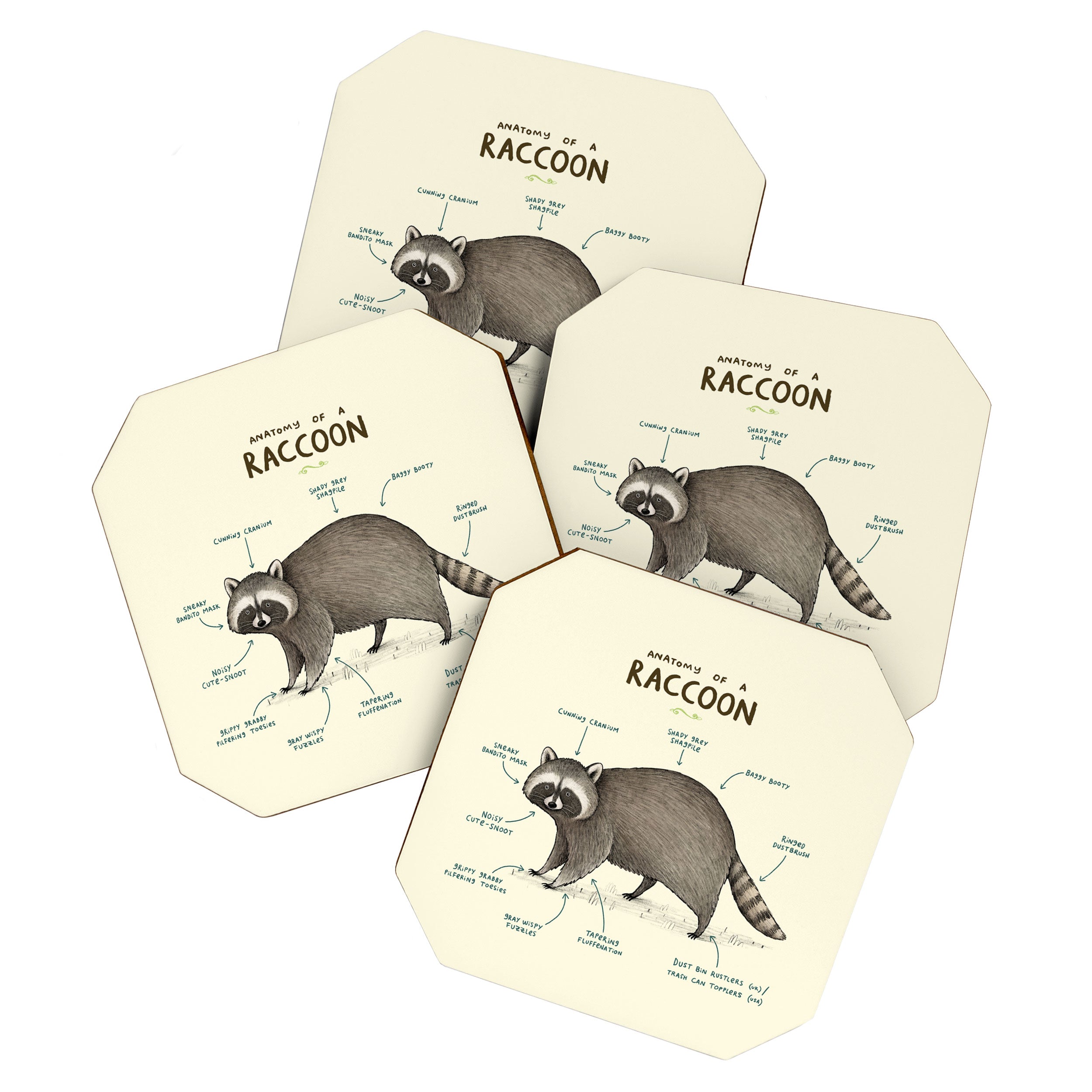 Anatomy of a Raccoon Coaster Gallery Image 1
