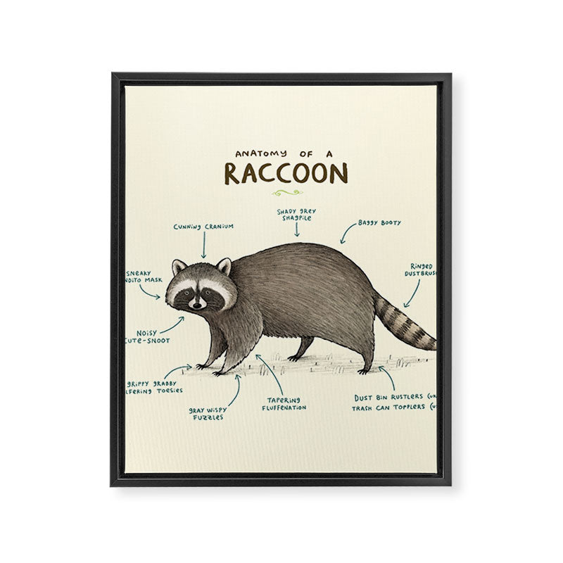 Anatomy of a Raccoon Framed Canvas Print Gallery Image 8