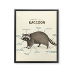 Anatomy of a Raccoon Framed Canvas Print Gallery Image 8