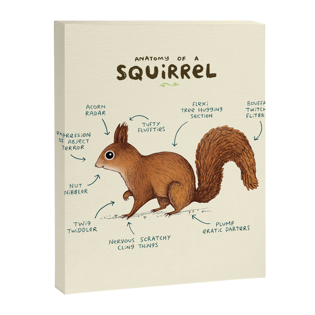 Anatomy of a Squirrel Canvas Print Gallery Image 8