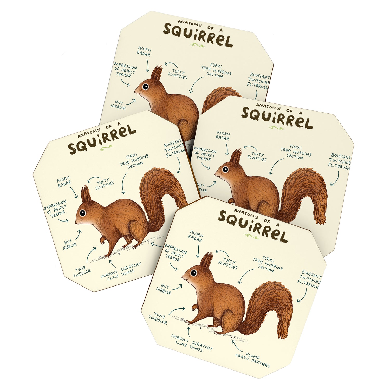 Anatomy of a Squirrel Coaster Gallery Image 1