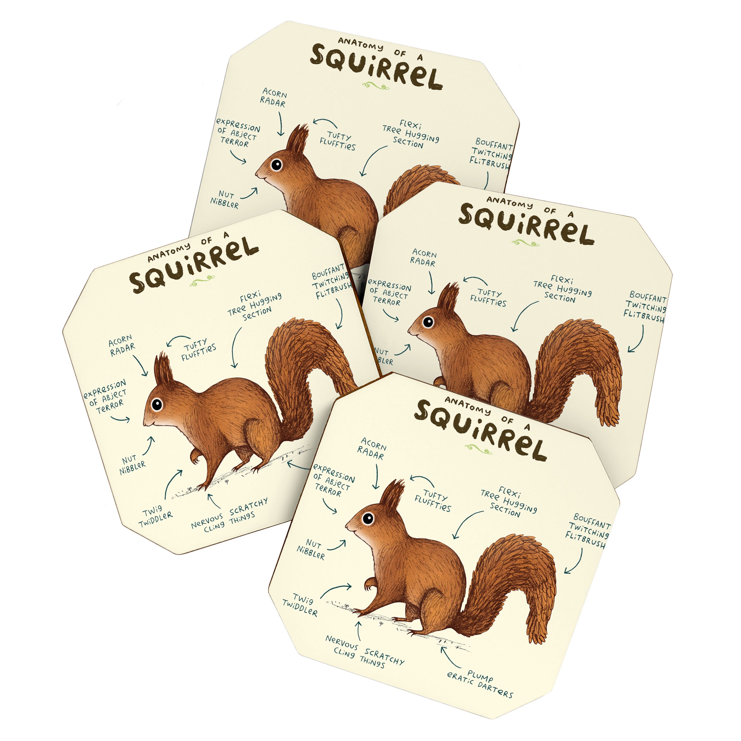Anatomy of a Squirrel Coaster Gallery Image 1