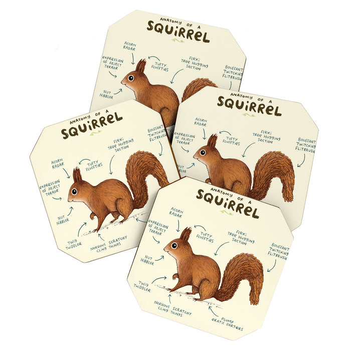 Anatomy of a Squirrel Coaster Gallery Image 1