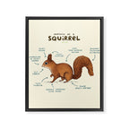 Anatomy of a Squirrel Framed Canvas Print Gallery Image 8