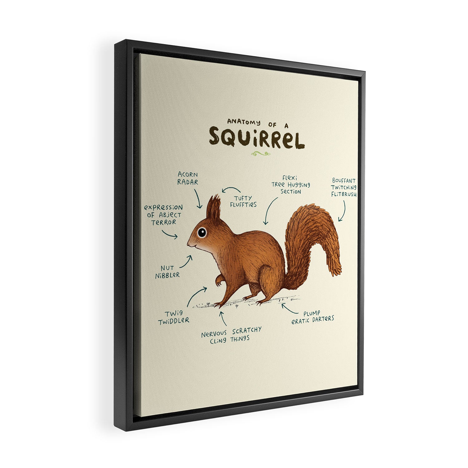 Anatomy of a Squirrel Framed Canvas Print Gallery Image 2