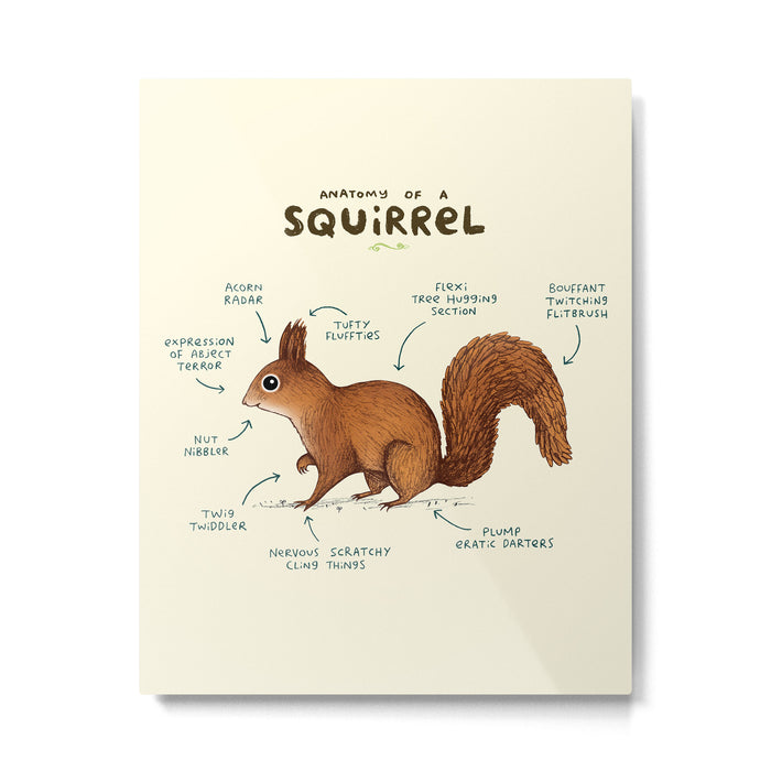 Anatomy of a Squirrel Metal Print Gallery Image 1