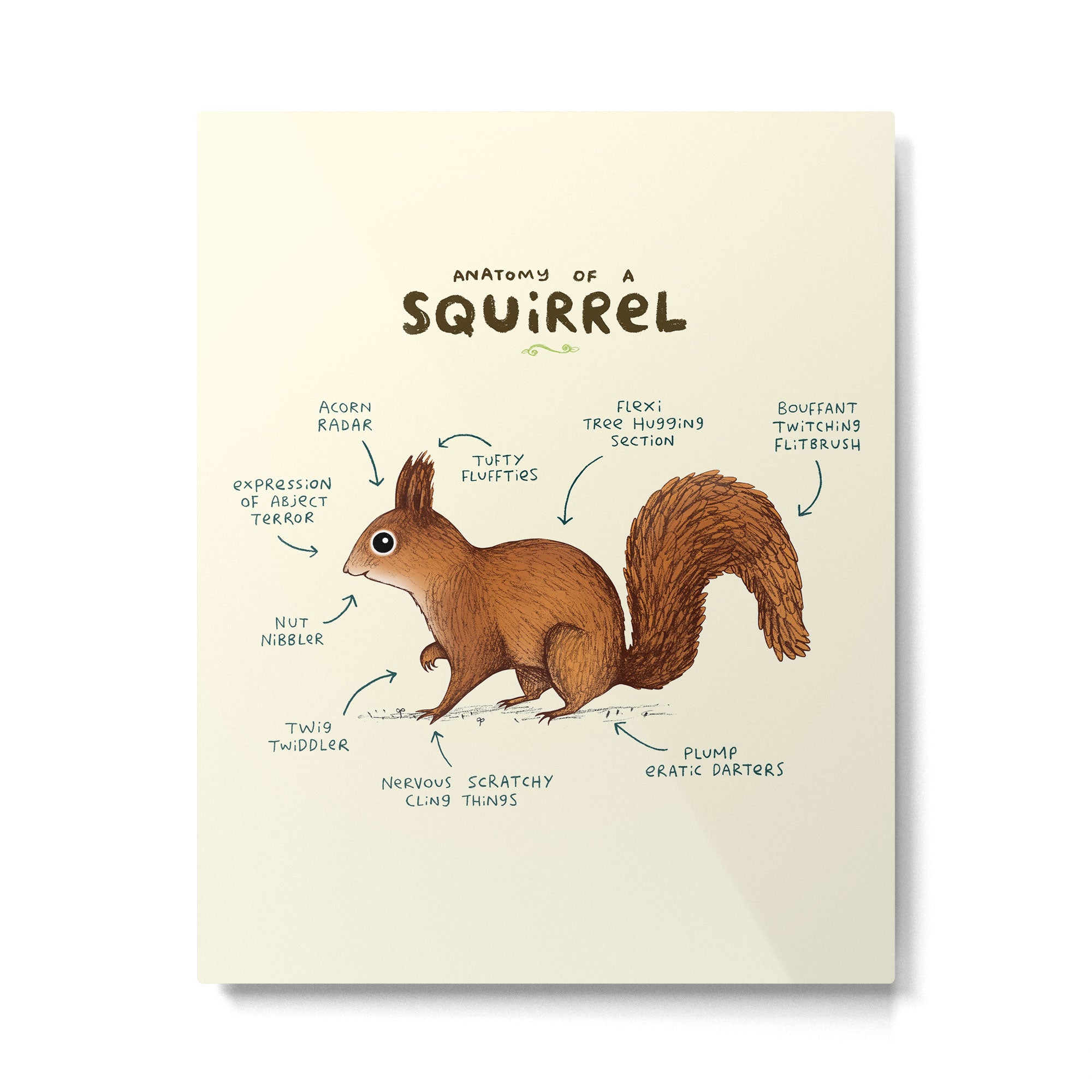 Anatomy of a Squirrel Metal Print Gallery Image 6