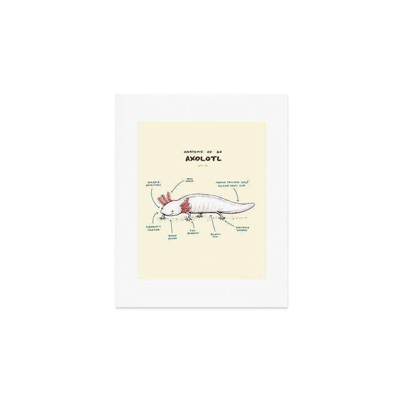 Anatomy of an Axolotl Art Print Gallery Image 1