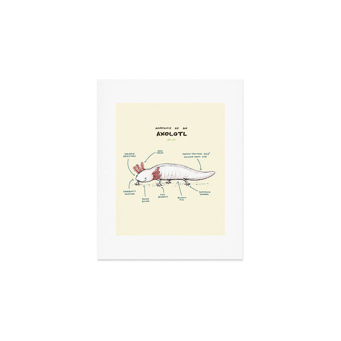 Anatomy of an Axolotl Art Print Gallery Image 1